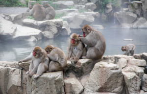 Парк обезьян Джигокудани (Jigokudani Monkey Park) &mdash; Япония | Место № 9